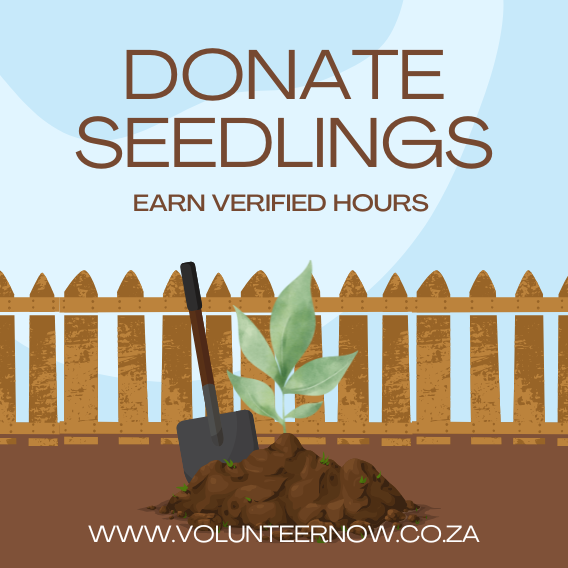 seedlings for service hours with Volunteer Now