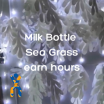 Milk Bottle Seagrass